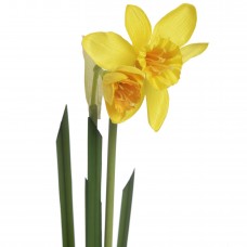 Yellow and orange daffodil stem